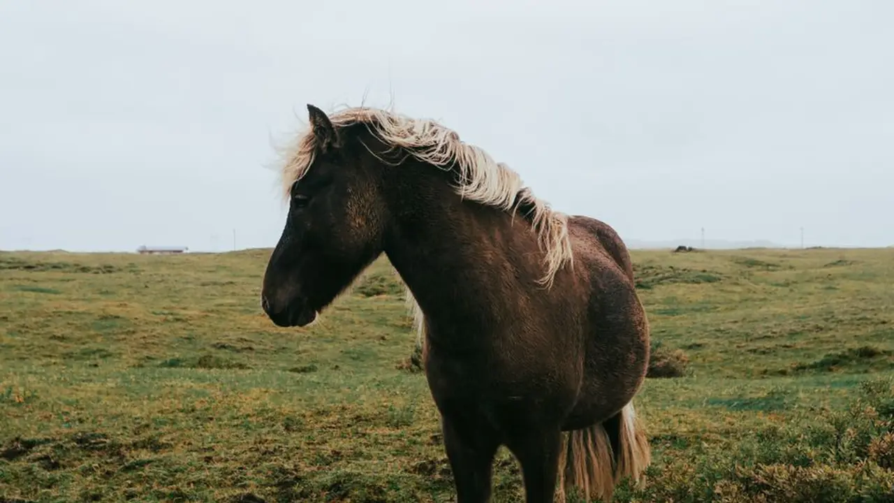 魅影直播苹果下载打造您的专属移动娱乐体验